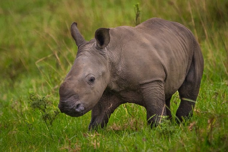 046 Tala Game Reserve, Zuid-Afrika.jpg